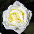 Rose 'White Perfumella': Bild 3/3