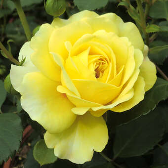 Rose 'The Sun and the Heart'