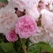 Rose 'Exquisite': Bild 2/6