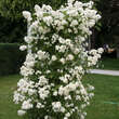 Rose 'Guirlande d'Amour': Bild 6/6