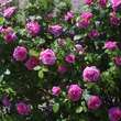 Rose 'Gertrude Jekyll': Bild 5/8