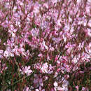 Gaura lindheimeri 'Siskiyou Pink' - Prachtkerze