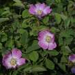 Rosa villosa: Bild 9/9
