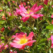 Rose 'Pink Compact Meidiland': Bild 7/8