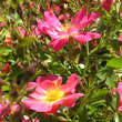 Rose 'Pink Compact Meidiland': Bild 3/4