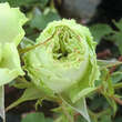 Rose 'Lovely Green': Bild 2/4