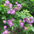 Rose 'Veilchenblau' (multiflora): Bild 5/11