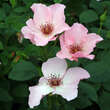 Rose 'Dainty Bess': Bild 3/3