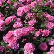 Rose 'Play Rose': Bild 4/4