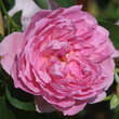 Rose 'The Ingenious Mr. Fairchild': Bild 4/4