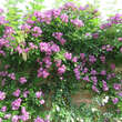 Rose 'Veilchenblau' (multiflora): Bild 8/11