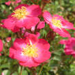 Rose 'Lupo': Bild 3/3