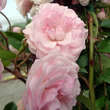 Rose 'Exquisite': Bild 3/6