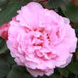 Rose 'John Davis': Bild 2/2