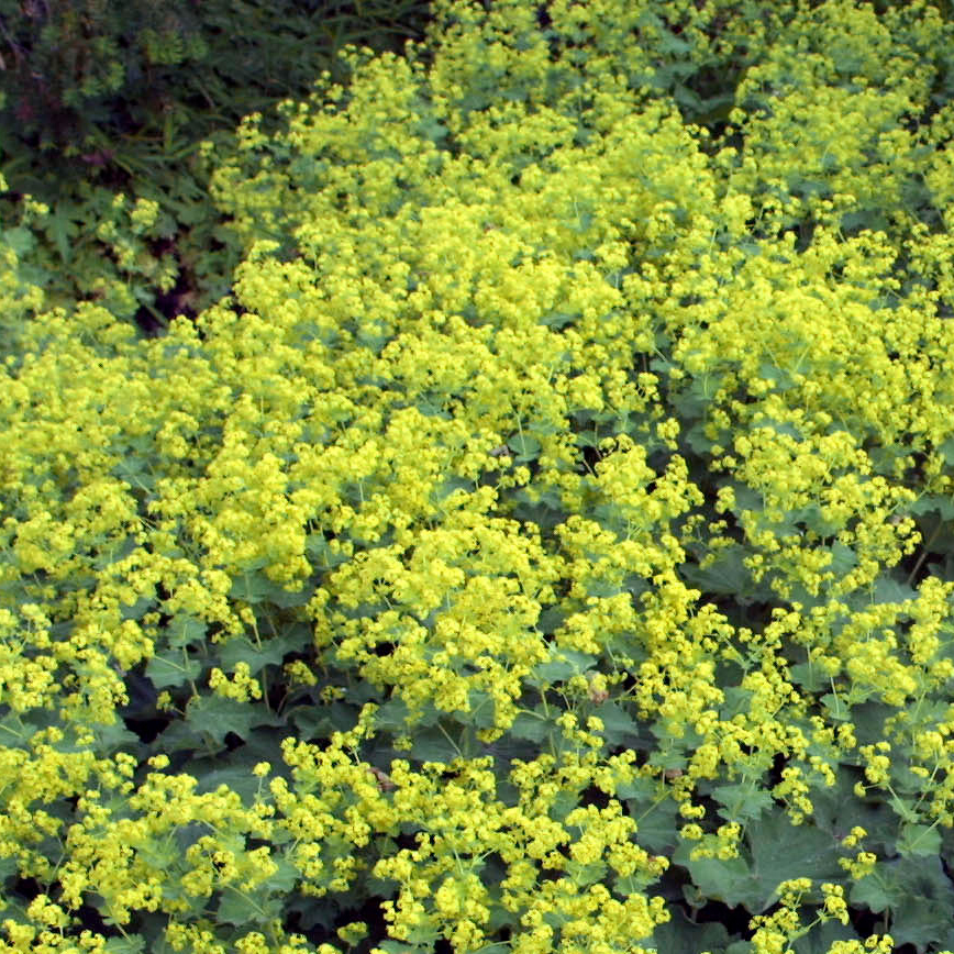 Frauenmantel Alchemilla mollis in Gärtnerqualität aus Österreich kaufen