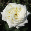 Rose 'White Perfumella': Bild 2/5