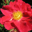 Rose 'Rosenfest': Bild 3/3