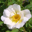 Rose 'Nevada' (moyesii): Bild 5/10