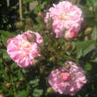 Rose 'Parfum d'Evita': Bild 3/6