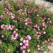 Rose 'Neon': Bild 3/3