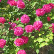 Rose 'Sophy's Rose': Bild 7/7