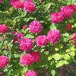 Rose 'Sophy's Rose': Bild 6/6
