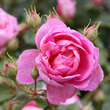 Rose 'The Ingenious Mr. Fairchild': Bild 3/4
