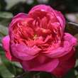 Rose 'Benjamin Britten: Bild 3/4