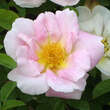Rose 'Nevada' (moyesii): Bild 6/10