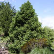 Picea abies 'Ohlendorffii': Bild 3/4