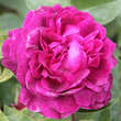 Rose 'Arthur de Sansal': Bild 9/9