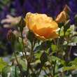 Rose 'Graham Thomas': Bild 3/8