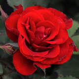 Rose 'Roter Korsar' - Moderne Strauchrose