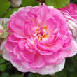 Rose 'Jasmina': Bild 9/10