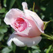 Rose 'The Wedgewood Rose': Bild 3/6