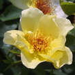 Rose 'Golden Wings' (pimpinellif.): Bild 4/4