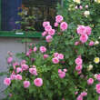 Rose 'Gertrude Jekyll': Bild 8/8