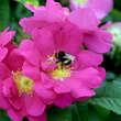 Rose 'Officinalis' (gallica): Bild 4/5