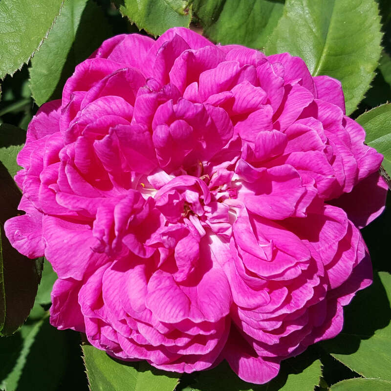 Historische Strauchrose Rose de Resht® 1 Pflanze 