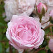 Rose 'Exquisite': Bild 4/6