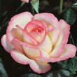 Rose 'Princesse de Monaco': Bild 2/5