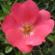 Rose 'Coral Meidiland': Bild 3/4