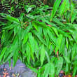 Indocalamus tessellatus: Bild 3/6