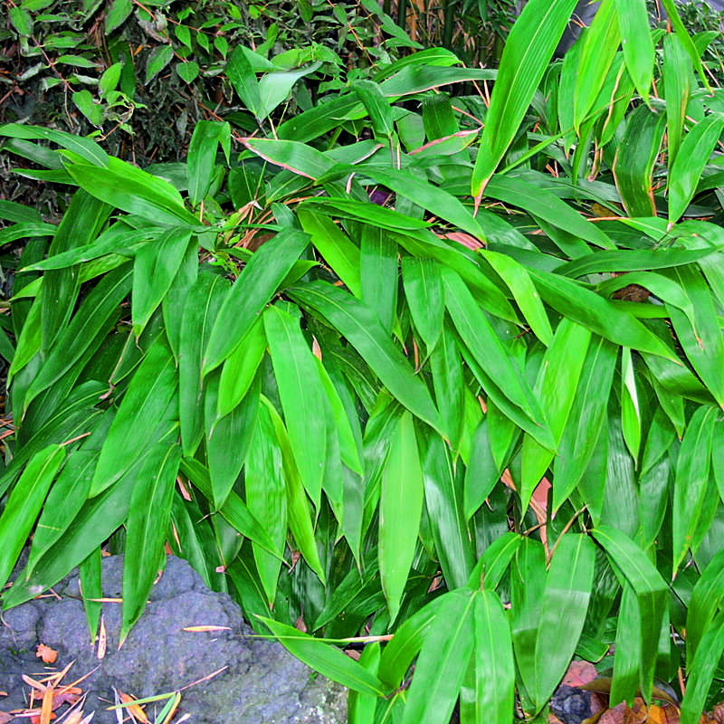 Riesenblatt-Bambus - Indocalamus tessellatus
