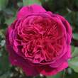 Rose 'The Dark Lady': Bild 2/3