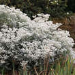 Anaphalis triplinervis: Bild 1/4