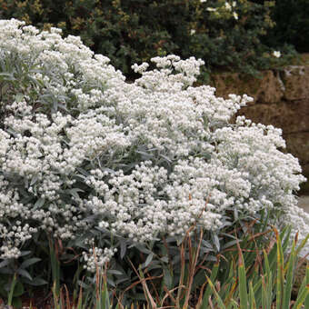 Anaphalis triplinervis