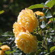 Rose 'Graham Thomas': Bild 5/8