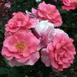 Rose 'Romanze': Bild 2/7