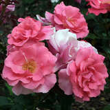 Rose 'Romanze' - Moderne Strauchrose